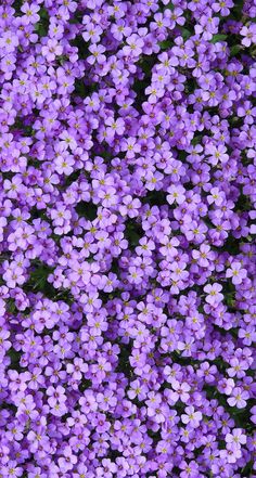 purple flowers are growing in the ground