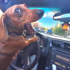 a dog is sitting in the driver's seat of a car with its mouth open