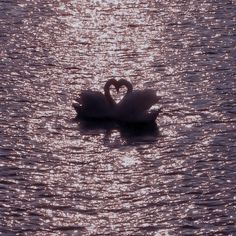 two swans in the water making a heart shape