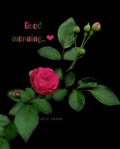 a pink rose with green leaves and the words good morning written on it, against a black background