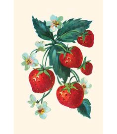 a painting of strawberries and flowers on a white background