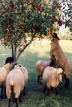 a group of sheep standing next to each other under a tree with apples on it