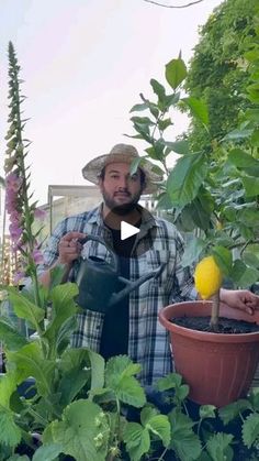 a man watering plants in his garden with a yellow lemon on the planter and another person standing next to him