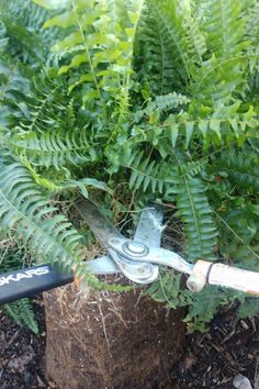 a garden tool is attached to a tree stump in the middle of some plants and dirt