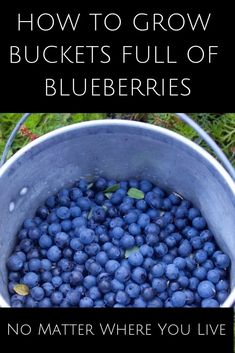 a bucket full of blueberries with the words how to grow buckets full of blueberries