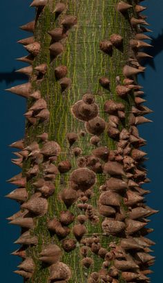 a close up view of the spikes on a tree trunk that is covered in moss