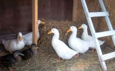 four ducks are standing in the hay next to a ladder