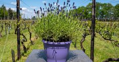 a purple potted plant sitting on top of a cement bench in a field with vines