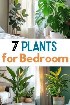 An inviting bedroom layout with two plants prominently displayed. On the left, a rubber plant with broad leaves positioned beside a window, basking in sunlight. On the right, a lush monstera plant with its characteristic split leaves in a stylish pot. The text overlaying the image reads "7 PLANTS for Bedroom" in a contemporary font that stands out against the backdrop. Indoor Plants For Bedroom, Plants For Oxygen, Plants For Bedroom, Healthy Bedroom, Best Bedroom Plants, Best Plants For Bedroom, Bedroom Shelves, Flower Bedroom, Best Bedroom