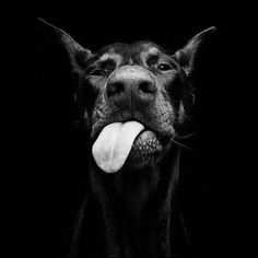 a black and white photo of a dog with its tongue hanging out to bite something