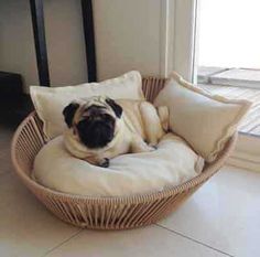 Dog basket handmade in Germany Dog World, Dog Gadgets, Gold Award, Pet Cushions, Pug Love