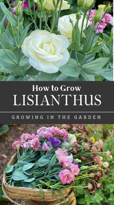 a basket full of flowers with the title how to grow lisiananthus growing in the garden