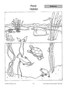 an animal habitat worksheet for kids to learn how to draw and color the animals