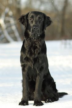 a black dog sitting in the snow looking at the camera with an alert look on his face