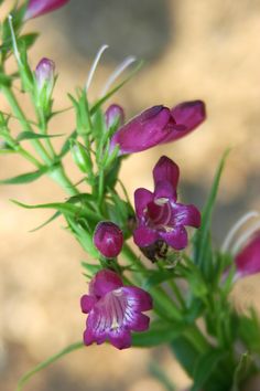 penstemon x mexicali windwalker garnet | Windwalker Penstemon Colorado Gardens, Xeriscape Ideas, Peaceful Garden, Gardening Trends, Plant List, Edible Plants, Landscaping Plants, Country Gardening, Types Of Soil