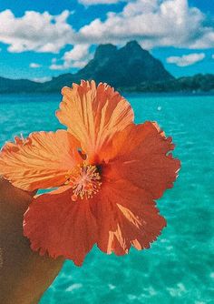 a person's hand holding an orange flower in front of the ocean and mountains