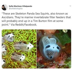 two pictures of fish in the water with caption that reads, these are skeleton panda sea squirts, also known as