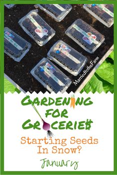 gardening for gertits starting seeds in snow with text overlay that reads gardening for geries starting seeds in snow