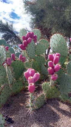 a cactus with pink flowers in the desert