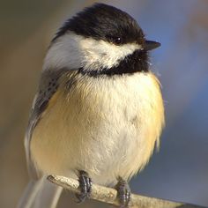 a black and white bird sitting on a branch with blurry trees in the background