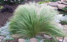 the grass is growing on the rocks in the garden