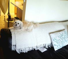 a white dog laying on top of a couch next to pillows and a table with a lamp