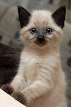 a small kitten with blue eyes sitting on a couch and looking up at the camera