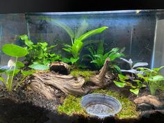 an aquarium filled with plants and rocks