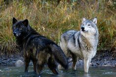 two gray and black wolf standing next to each other in the water with grass behind them