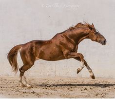 a brown horse is galloping in front of a white wall and dirt flooring