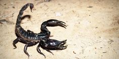 a scorpion crawling on the ground with it's back legs stretched out and claws extended