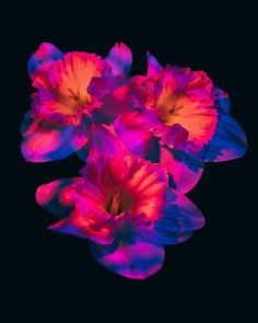 three pink and blue flowers on a black background