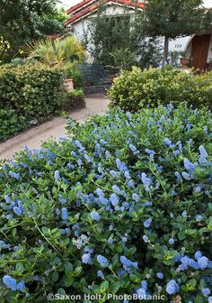 the blue flowers are blooming in the garden