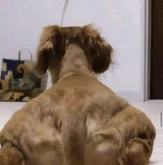 a stuffed dog sitting on the floor in front of a door and looking at it's reflection