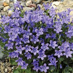 some purple flowers are growing in the dirt