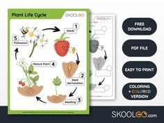 the plant life cycle worksheet is shown