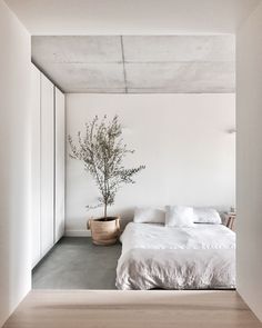 a white bedroom with a plant in the corner and a bed on the other side