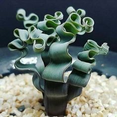 a small green plant sitting on top of some rocks and gravel in front of a black plate