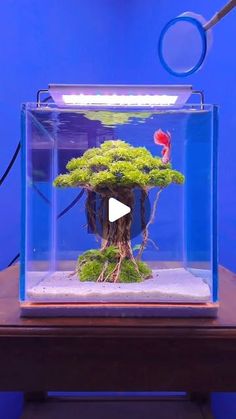 32 likes, 0 comments - plantedpro el September 4, 2024: "Ocean vibes and fishy smiles 🐠😊

🎬 | @hidden_aquatic
⚠️ | DM FOR REMOVAL!
🏷️ | Recommend @aquascapingidea

☘️ | #aquarium #fishtank #aqua #fish #plantedpro". Fish, How To Plan