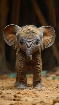 a baby elephant standing on top of a dirt field