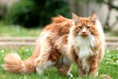 an orange and white cat standing in the grass