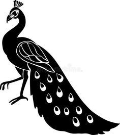 a black and white peacock with drops of water on it's tail royalty illustration