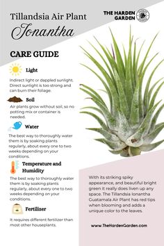 Keep your Tillandsia Ionantha thriving with these easy care tips! 🌞 Mist weekly, give bright indirect light, and enjoy watching it flourish! Perfect for low-maintenance plant lovers 💧 #AirPlantCare #TillandsiaLovers #EasyPlants Air Plant Care, Air Plant Garden, Plant Care Guide, Houseplant Care, Plant Maintenance, Air Plants Care