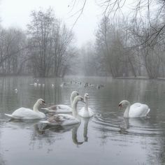 several white swans swimming in a pond on a foggy day