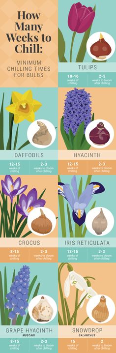 an illustrated poster showing different types of flowers