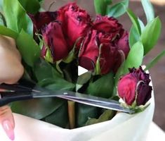 49M views · 500K reactions | Rosy results! Secrets of growing picture-perfect roses! | Rosy results! Secrets of growing picture-perfect roses! | By 5-Minute Crafts | Facebook Fruit Shrub, Propagating Roses, Yard Crashers, Backyard Plants, Garden Ideas Cheap, Plant Hacks, Australian Garden, Inside Plants, Des Roses