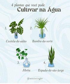 the four types of houseplants are labeled in spanish