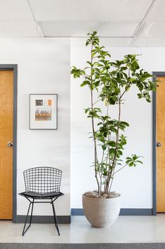 a potted plant sitting next to a chair in an empty room with wooden doors