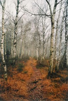 a dirt path in the middle of a forest surrounded by tall, thin birch trees