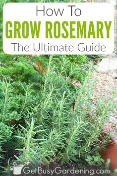 the ultimate guide to growing rosemary in your garden, including tips on how to grow it